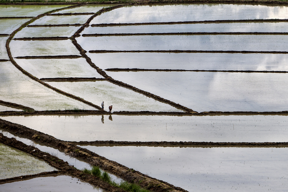 diagonel fields von S. Aktrk