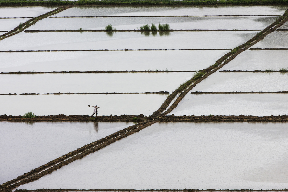 rice field worker von S. Aktrk