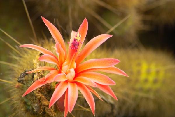 Matucana Blüte von Sabine Reinarz