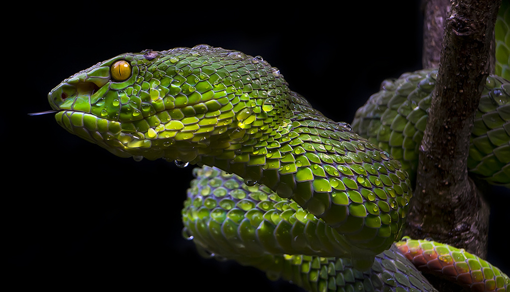 Green Viper von Sabriamin M