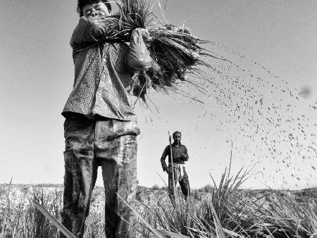 Planting rice