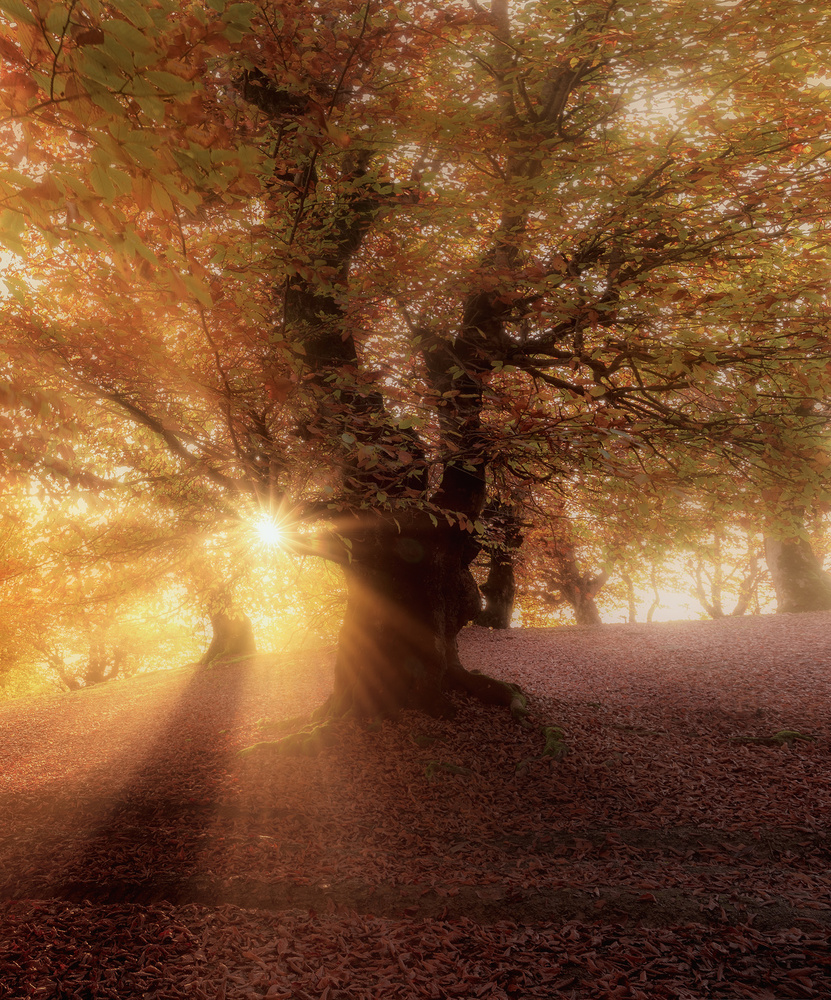 song of leaves von saeed younesi