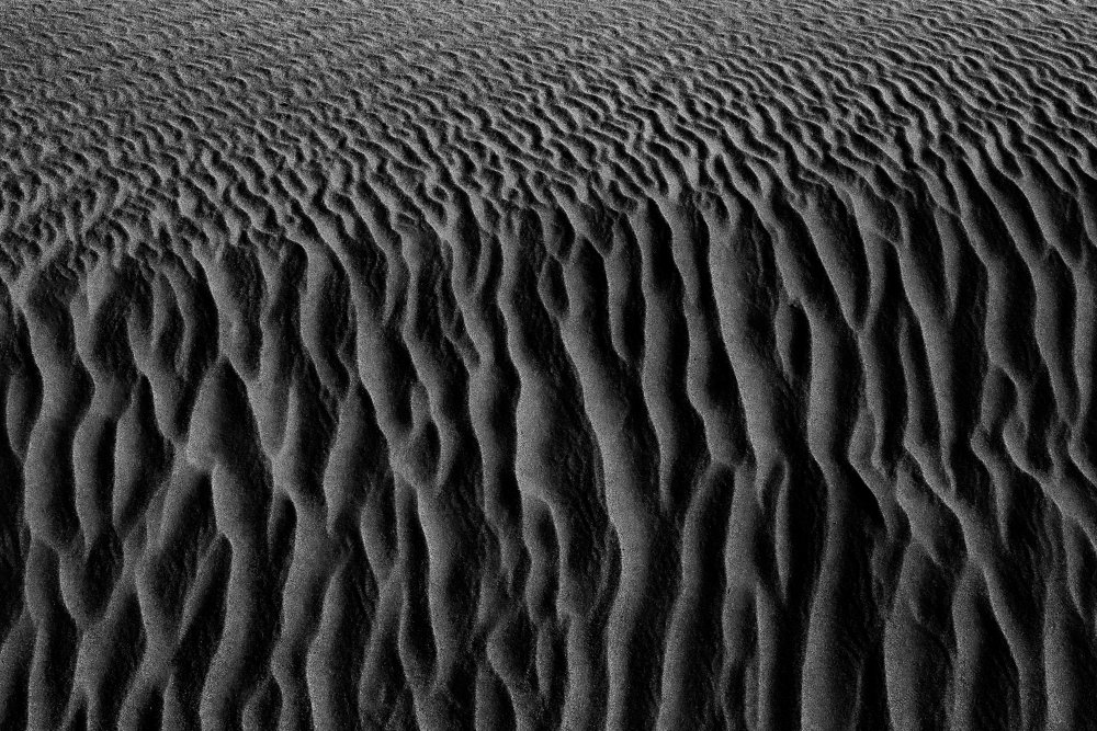 Roots of desert von Saeid Nasri