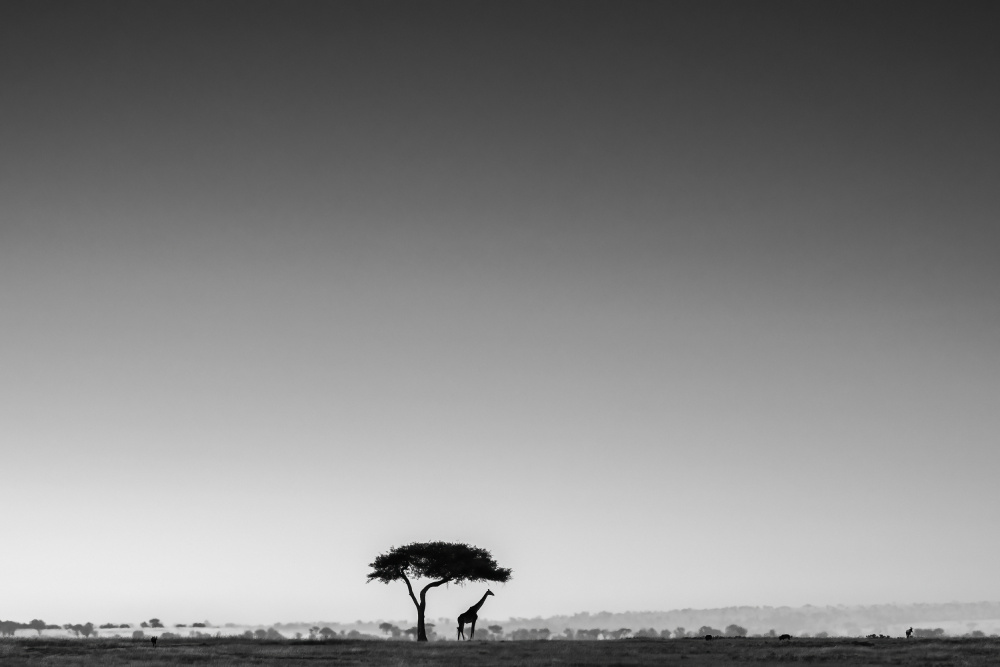 A Lonely Day von Saikiran Bhagavatula