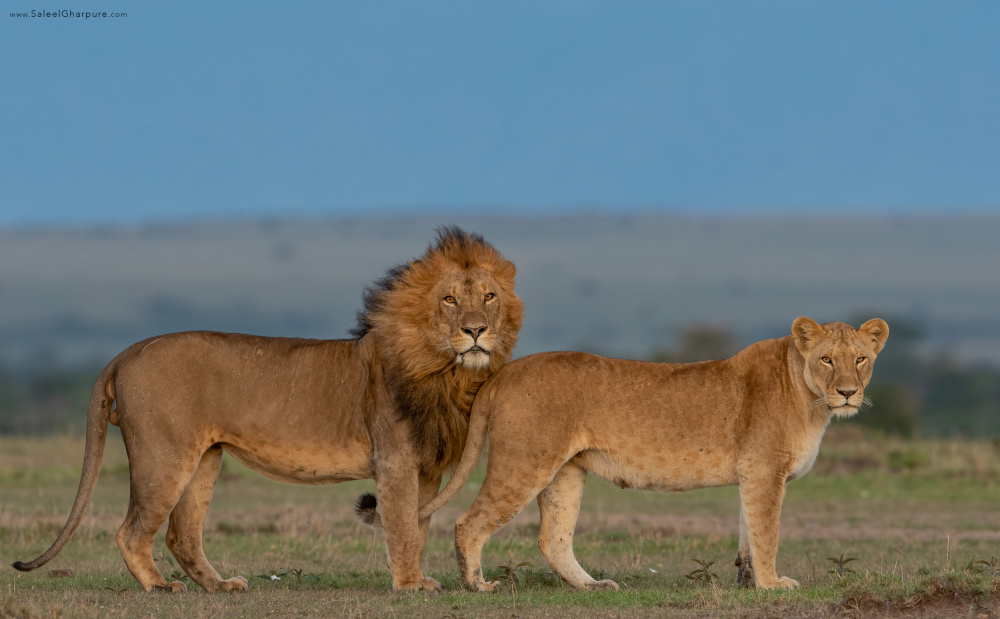 Royal Couple von Saleel Gharpure