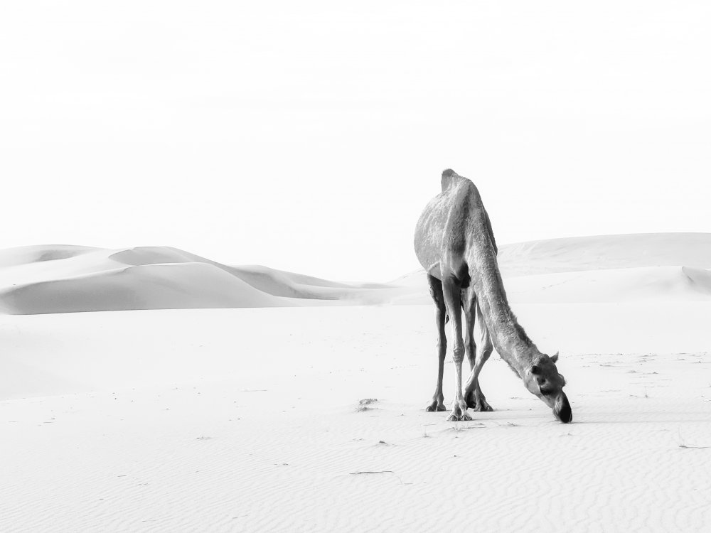 lonely camel von Saleem G Alfidi