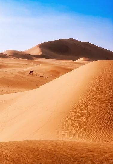 Camel in the dune maze