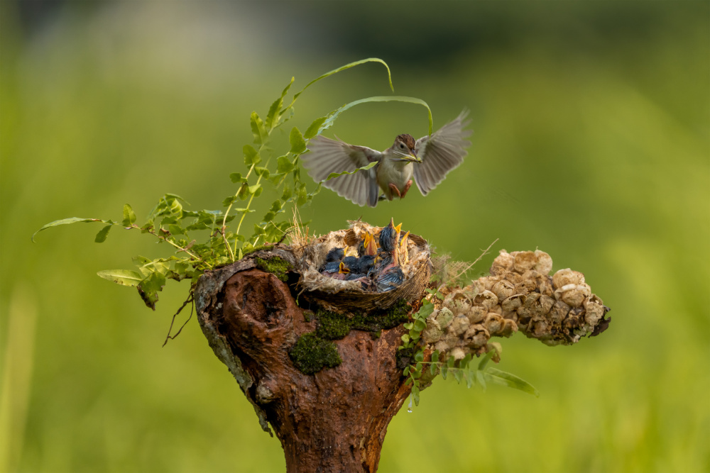 The babies need feeding von Sally Widjaja