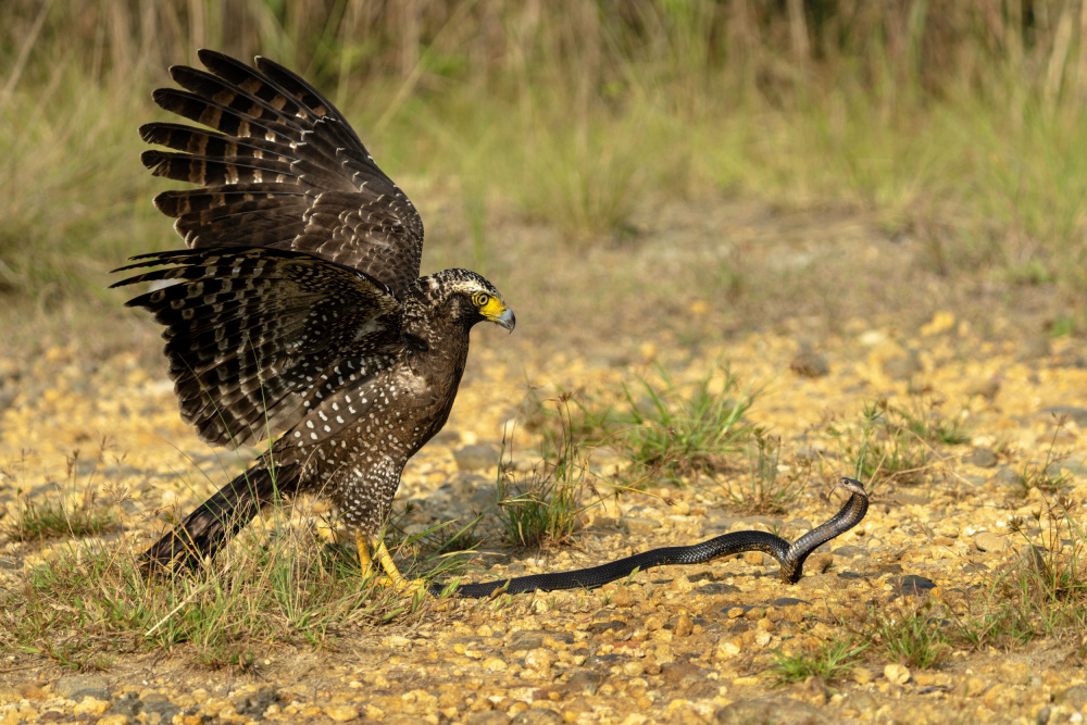 Catch your tail von Sally Widjaja