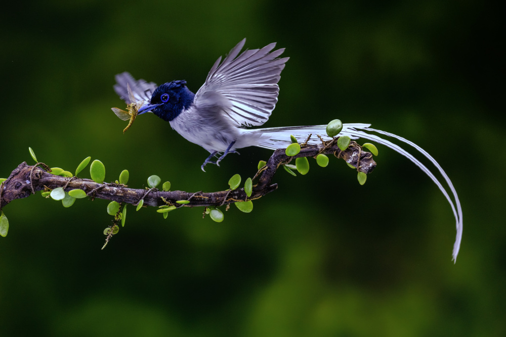 Flycatcher with his food von Sally Widjaja