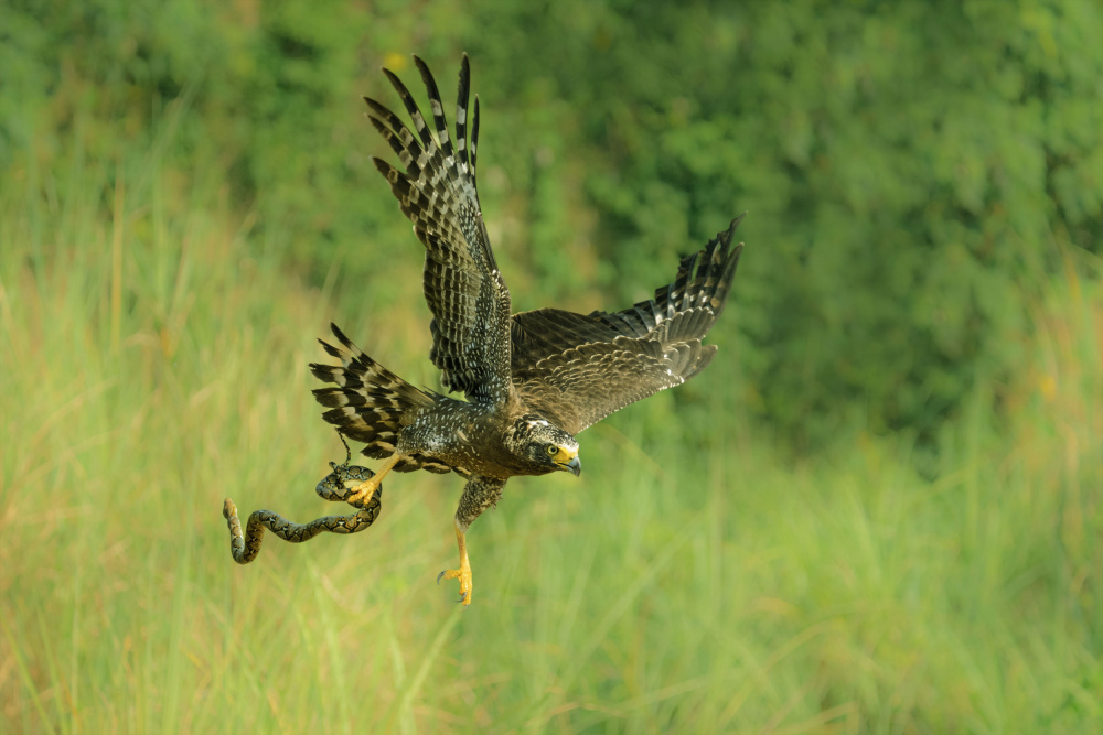 Indonesian Eagle von Sally Widjaja