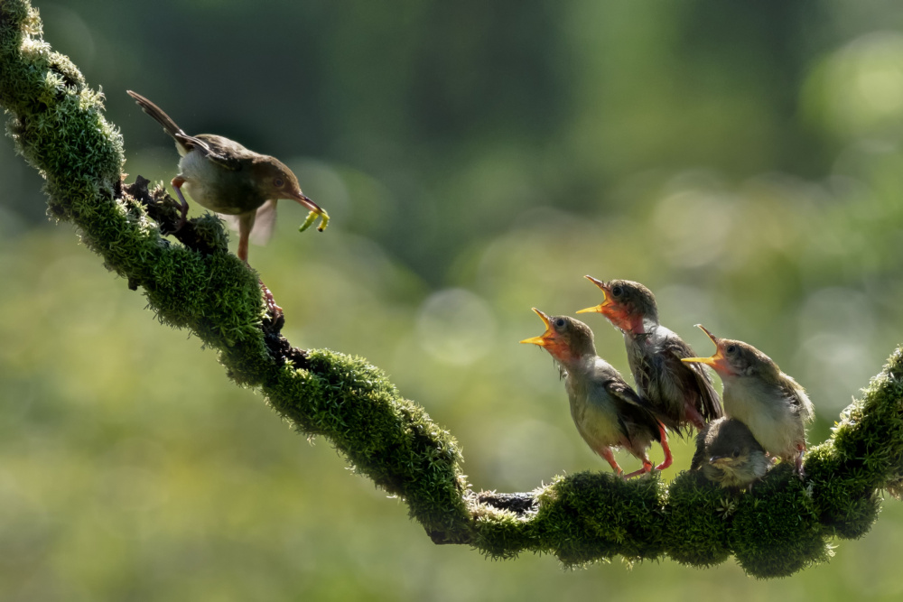 My children are hungry von Sally Widjaja