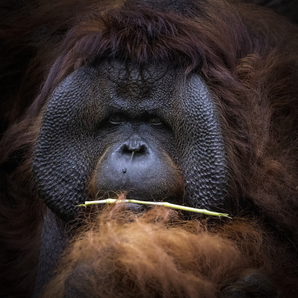 Orang Utan von Sally Widjaja