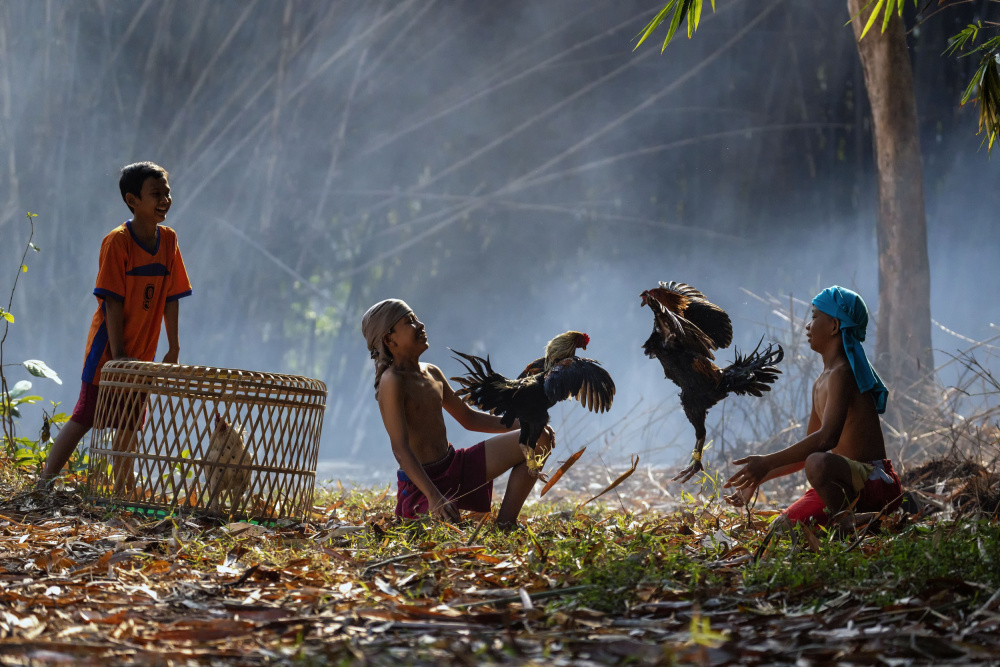 Playing with chicken von Sally Widjaja