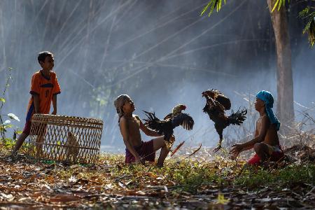 Playing with chicken