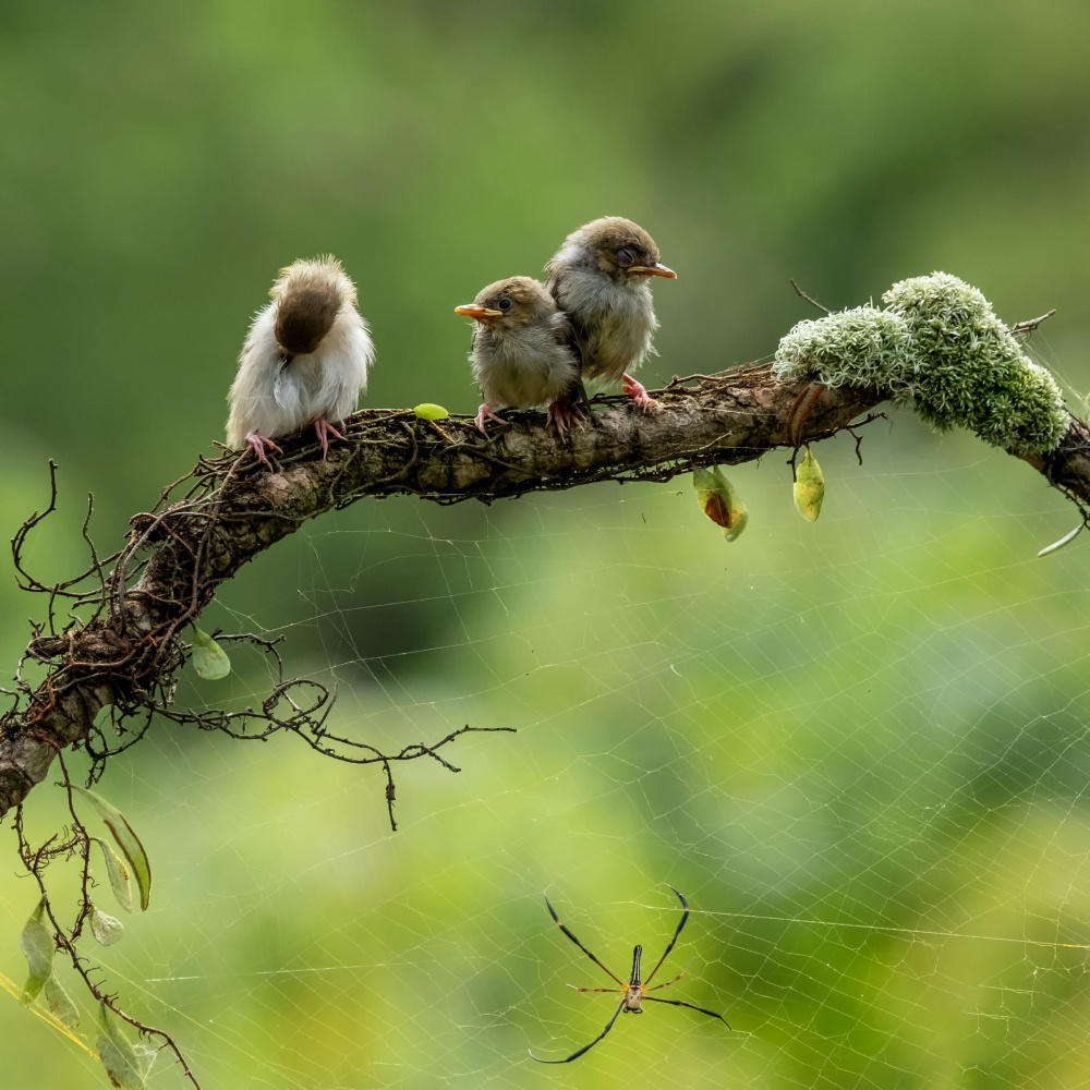 Spider and the birds von Sally Widjaja