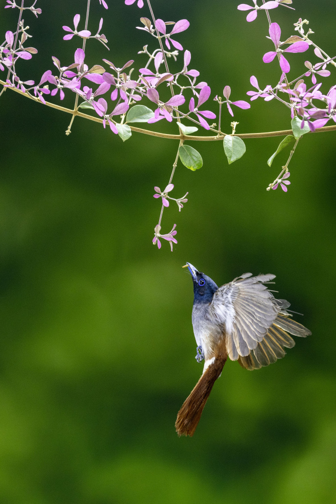 Female Paradise flycatcher von Sally Widjaja