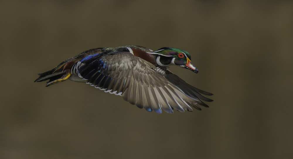 Wood Duck-Male in-flight von salman a