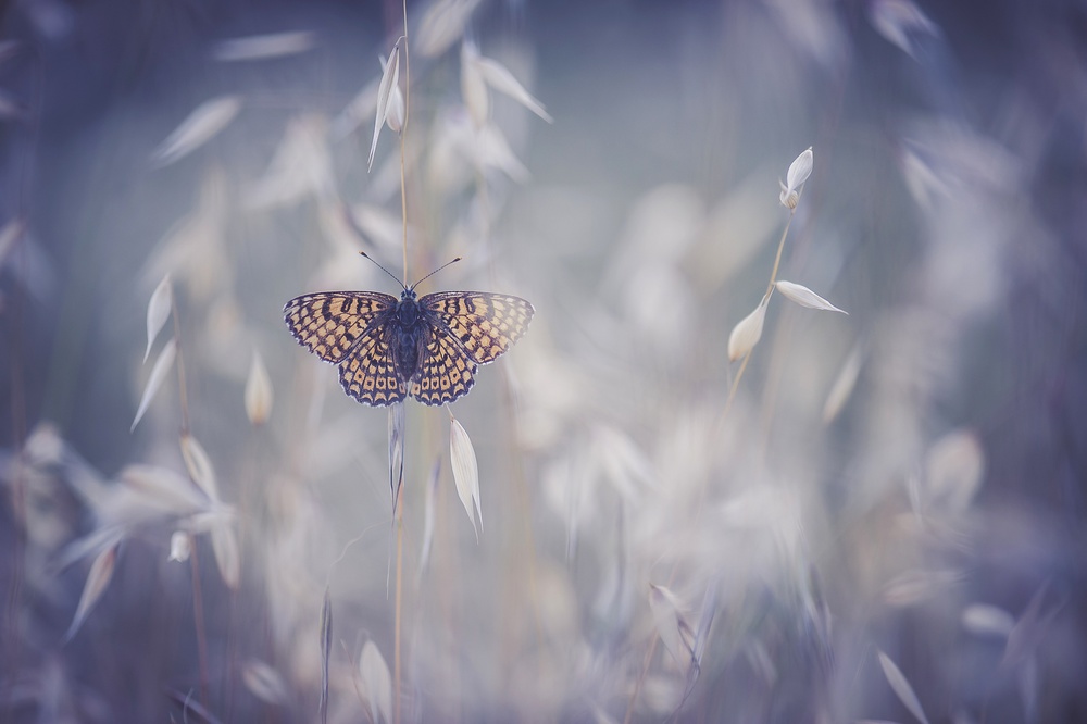 Blue Velvet von Sam Bastien