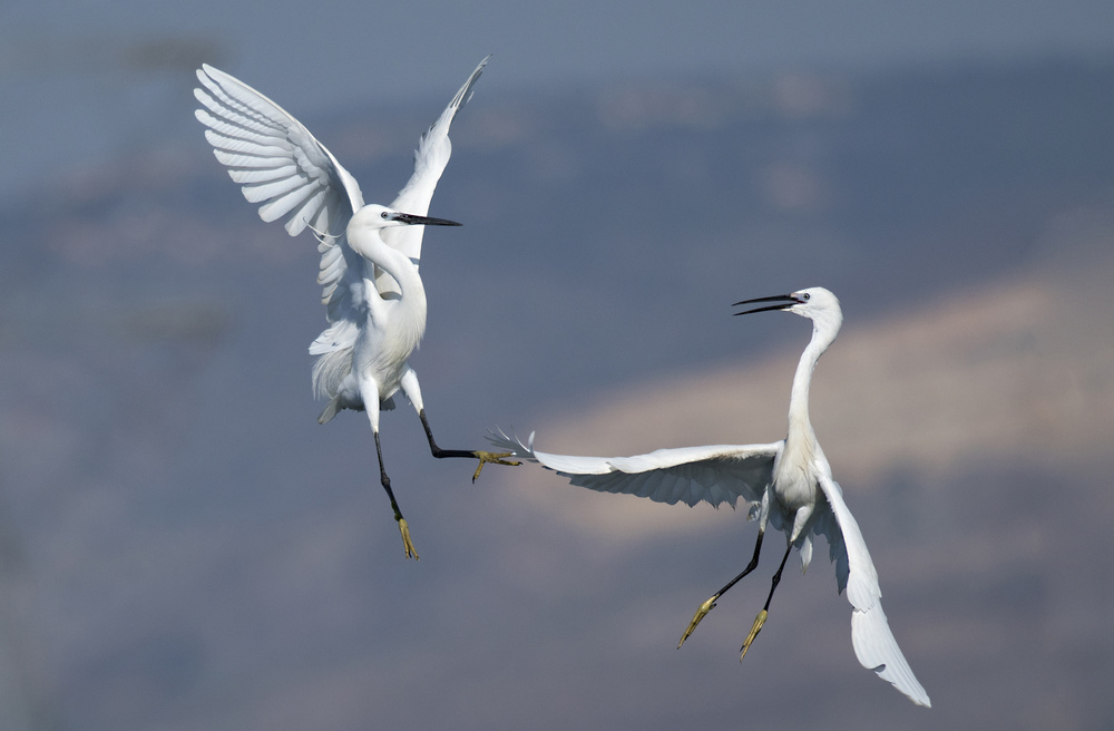 Ardea alba von Samir. H