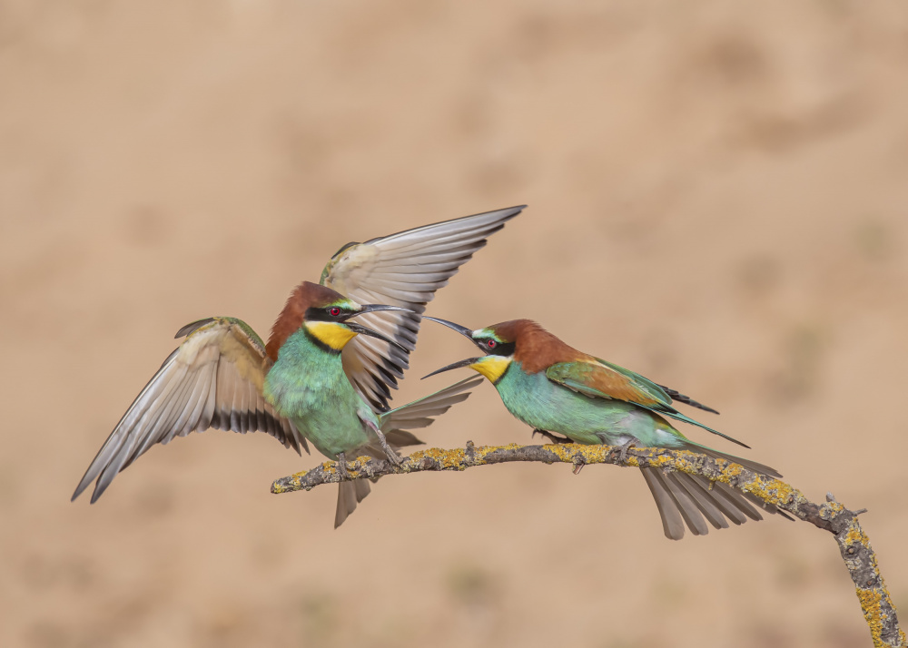 Bee-eater von Samir. H