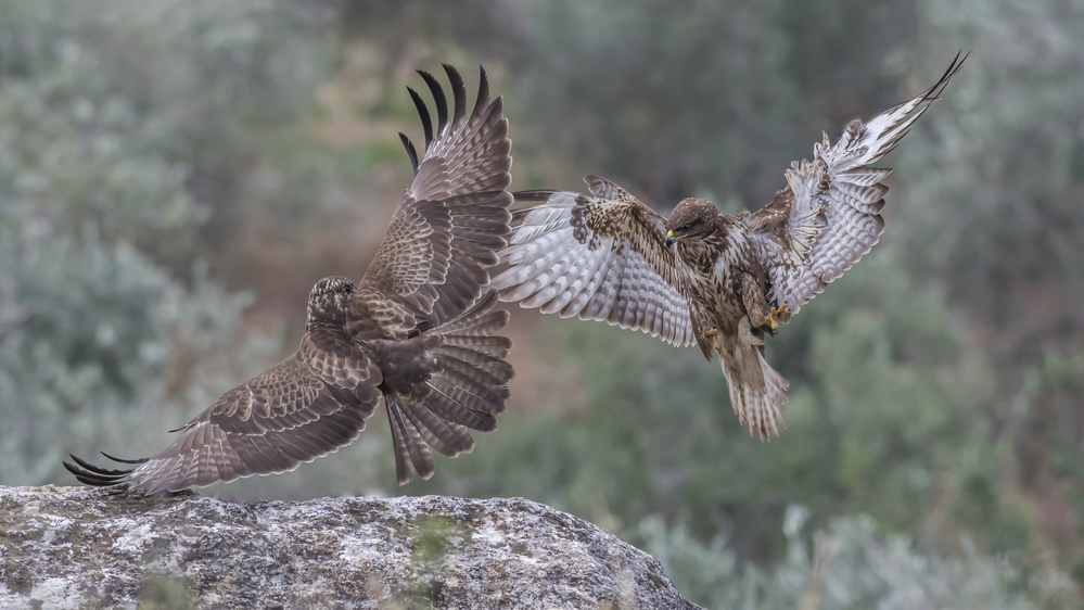 Buteo buteo von Samir. H