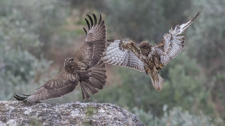 Buteo buteo