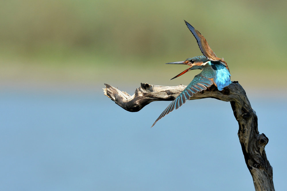 kingfisher von Samir. H