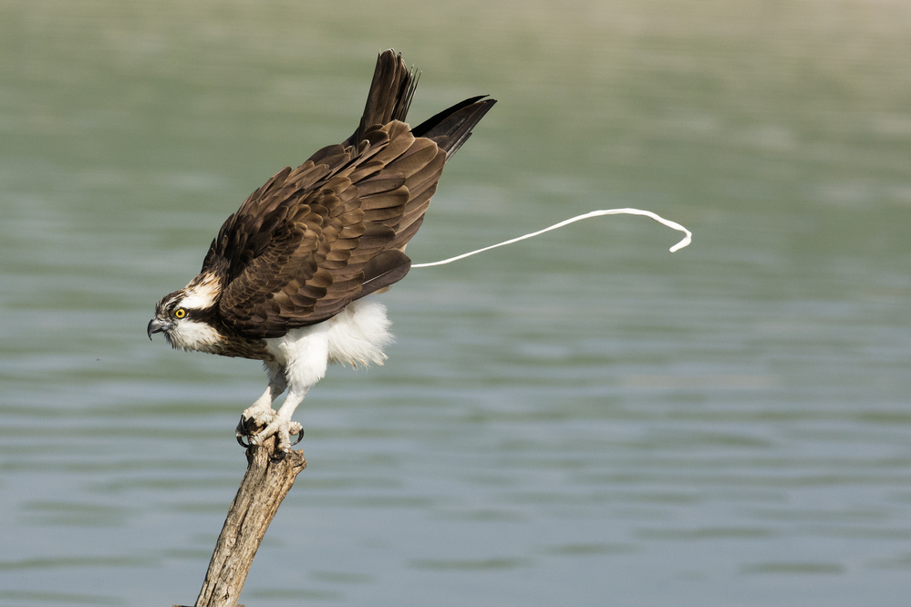 Osprey von Samir. H