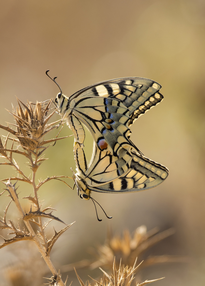 papilio von Samir. H