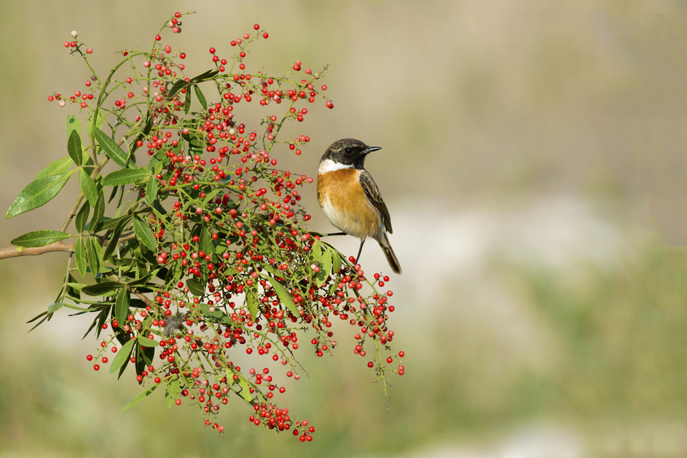 Saxicola rubicola von Samir. H