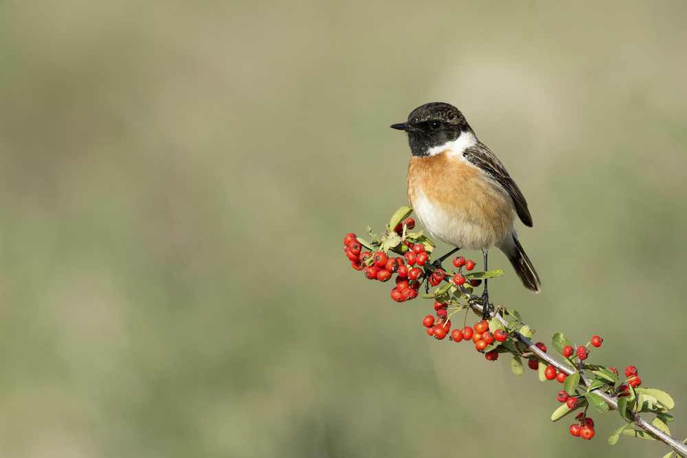 Saxicola rubicola von Samir. H