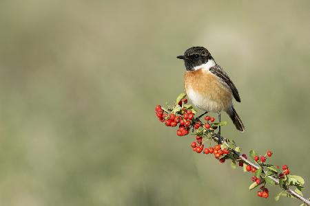 Saxicola rubicola