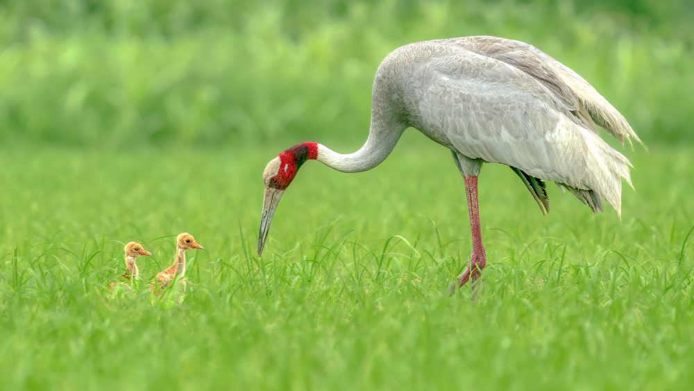 In plain sight von Samir Sachdeva