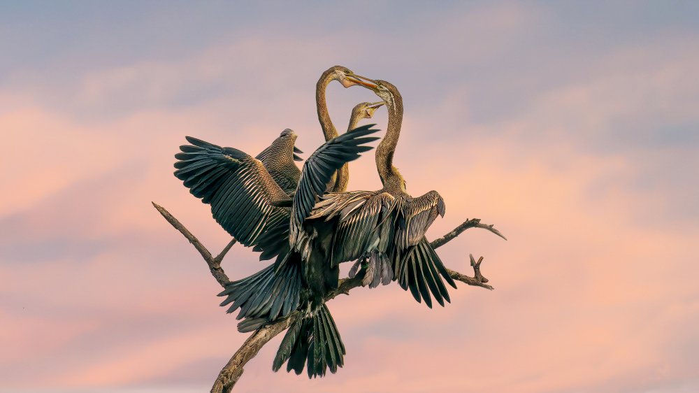 Oriental Darter feeding Juveniles von Samir Sachdeva