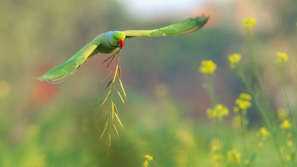 Parakeet flying with mustard stem von Samir Sachdeva