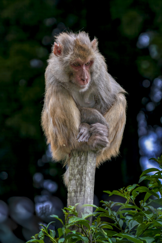 Lost in an overcrowded world von Samir Sachdeva