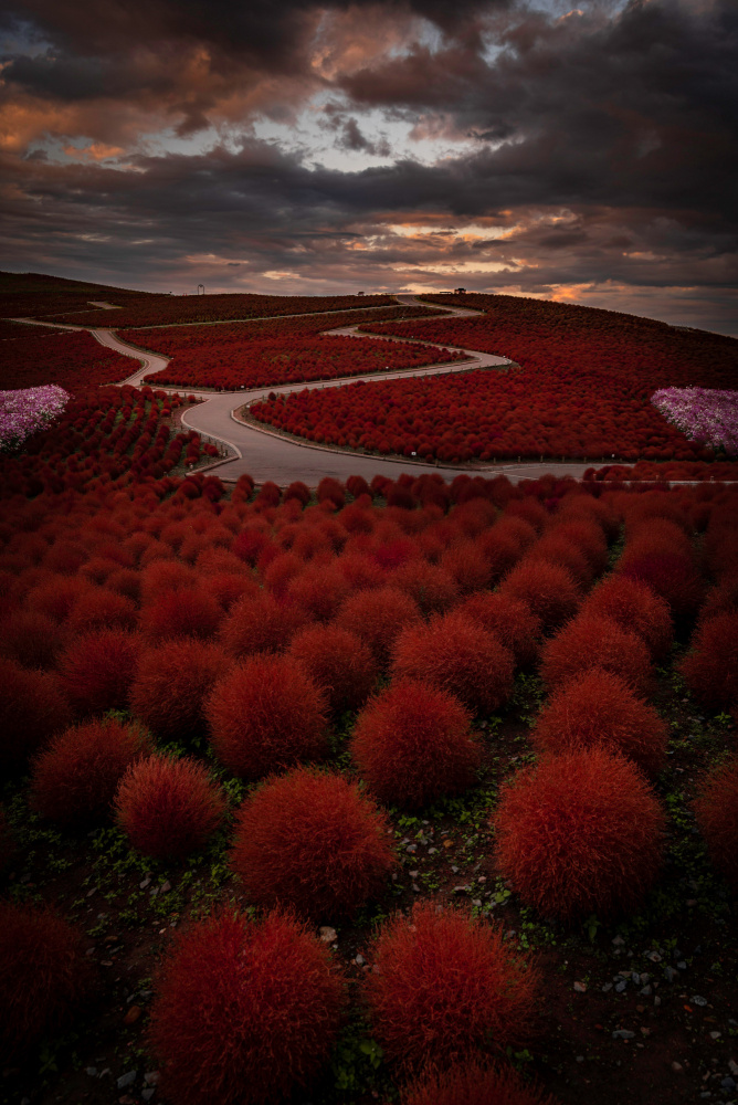 Kochia Road von Samuel Gmehlin