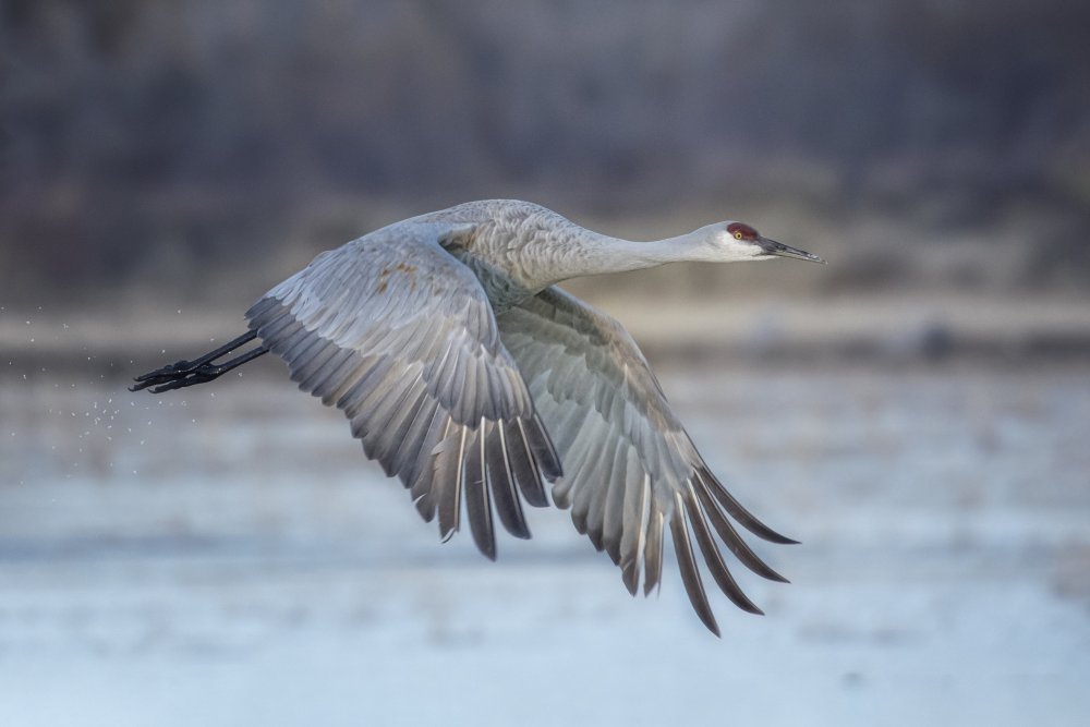 A Sandy Hill Crane in Flight von Sanbao Zheng