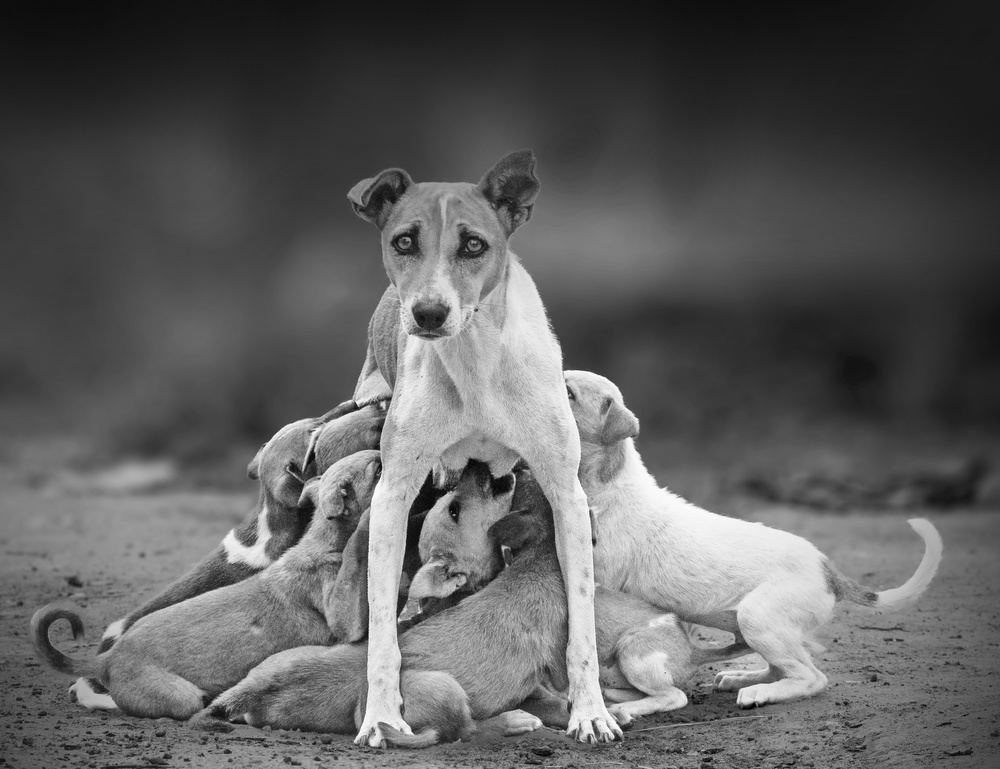 Motherliness von Sandeep Ananda Das