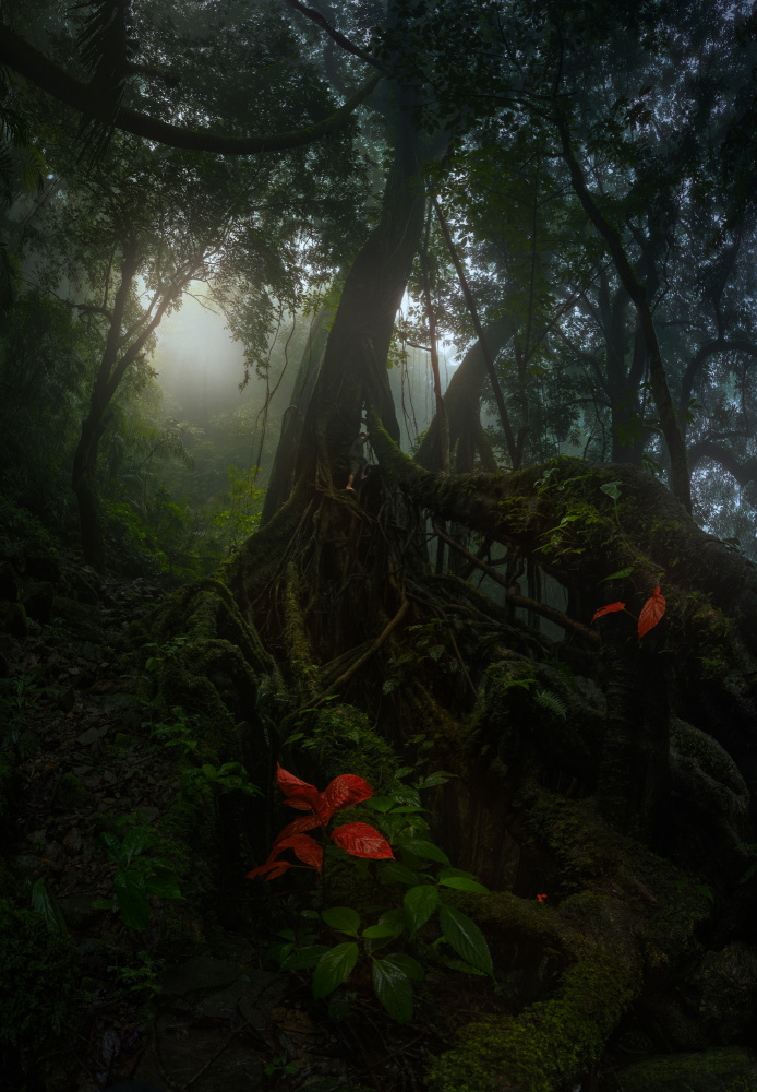 Forest Life von SANDEEP MATHUR