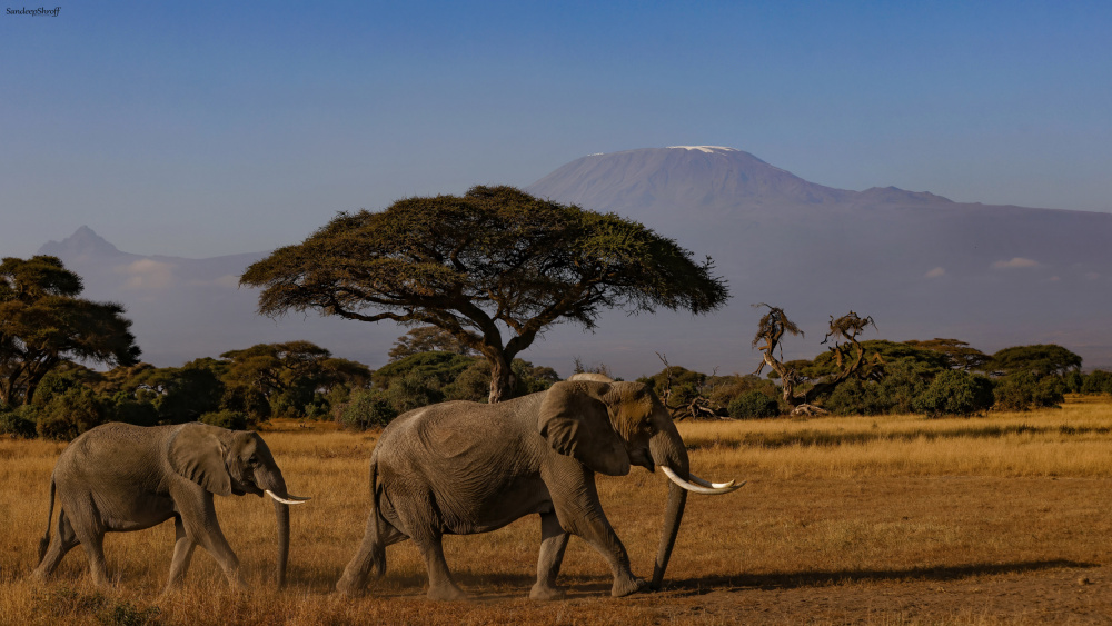 Amboseli elephants von Sandeep Shroff