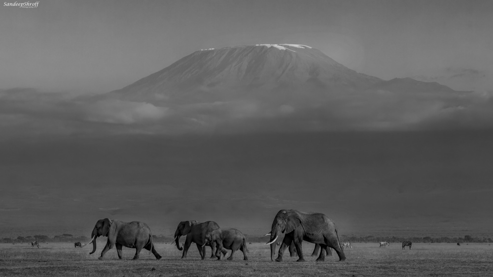 Amboseli Elephants and Mt Kilimanjaro von Sandeep Shroff