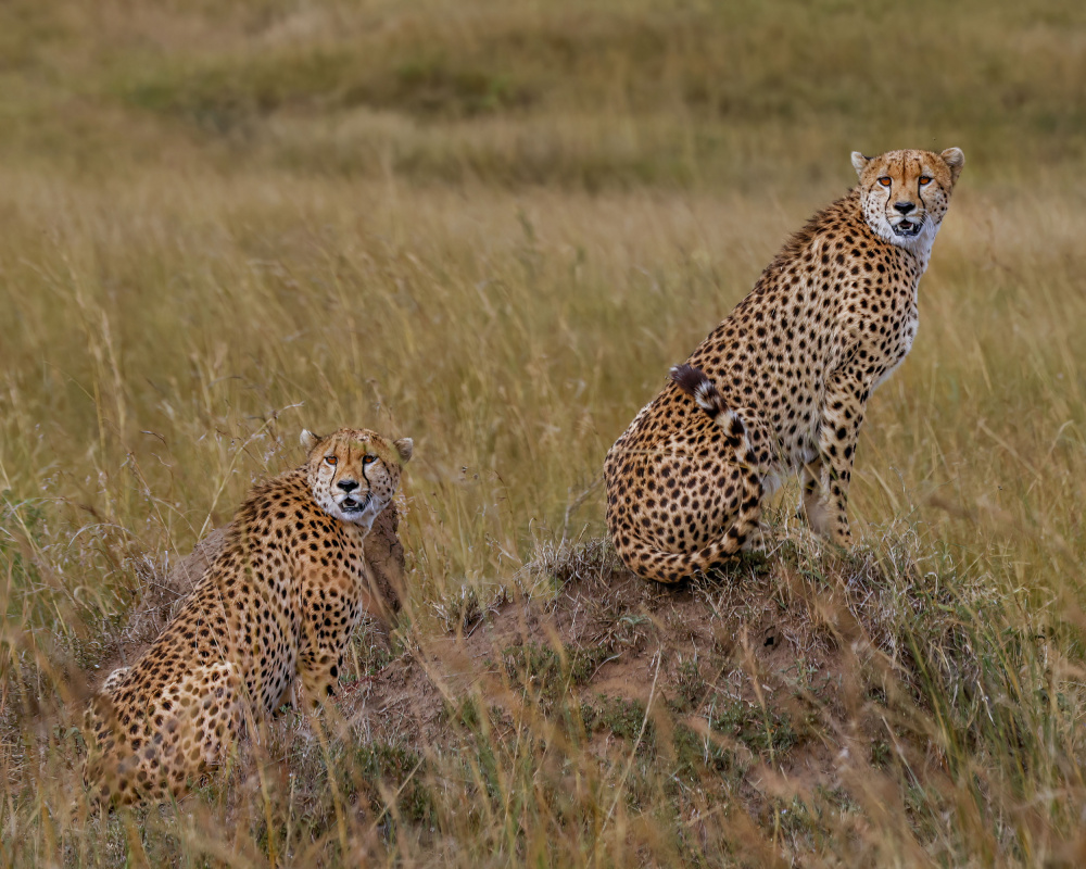 Cheetah Brothers von Sandeep Shroff