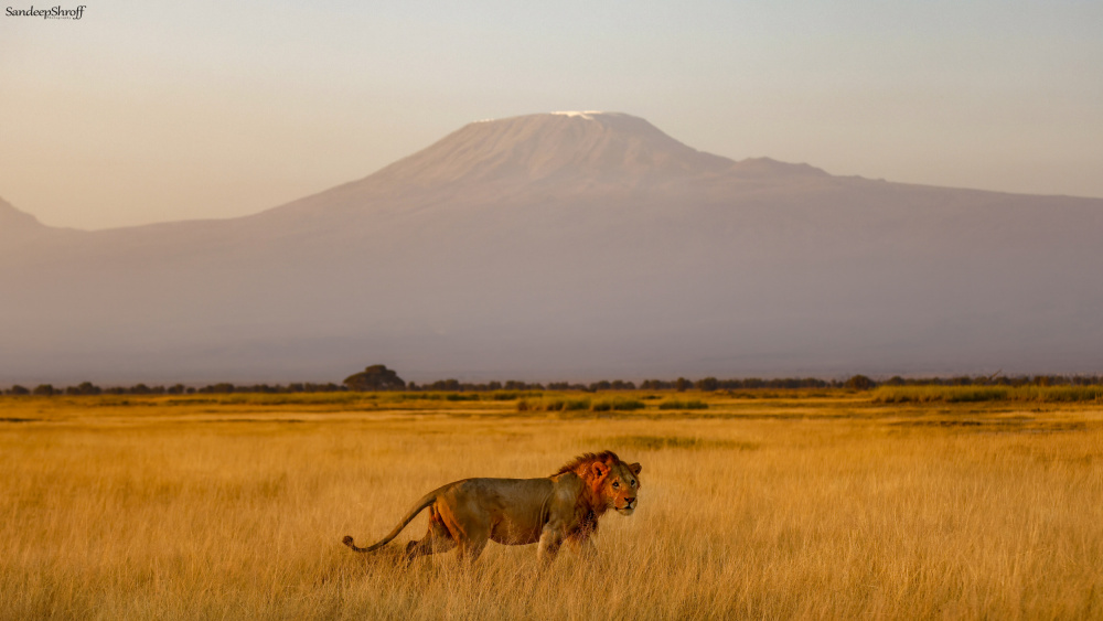 Male lion and Mt Kilimanjaro von Sandeep Shroff