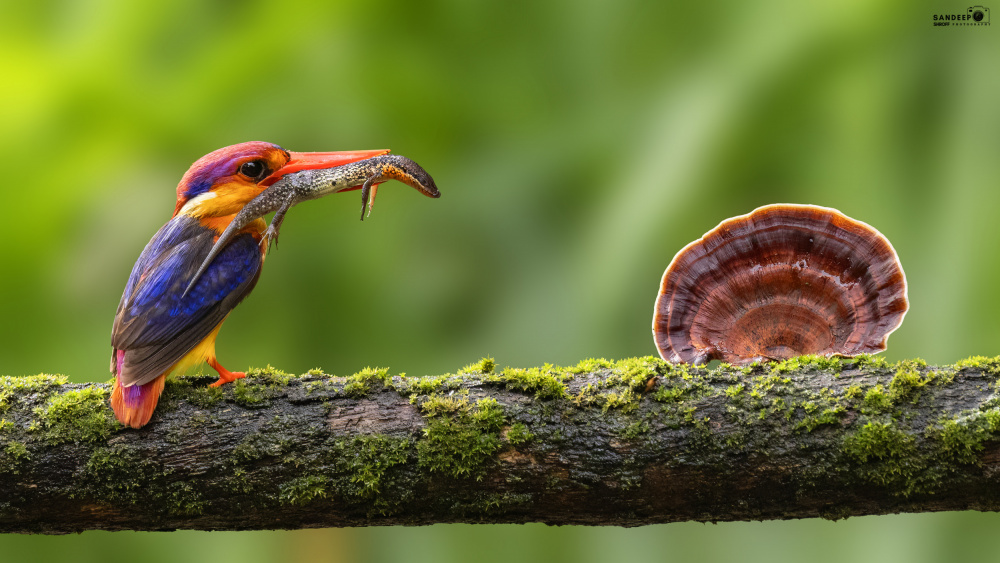 Oriental Dwarf kingfisher von Sandeep Shroff