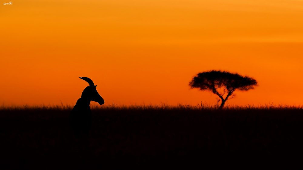 Topi at sunrise von Sandeep Shroff