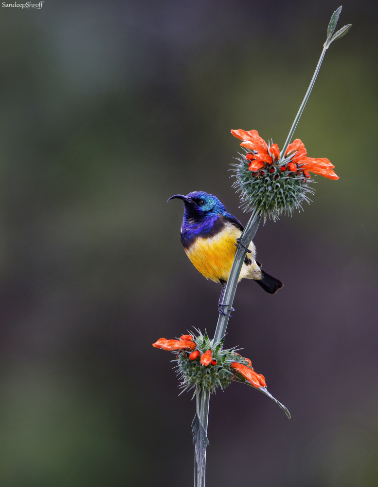 Variable Sunbird von Sandeep Shroff