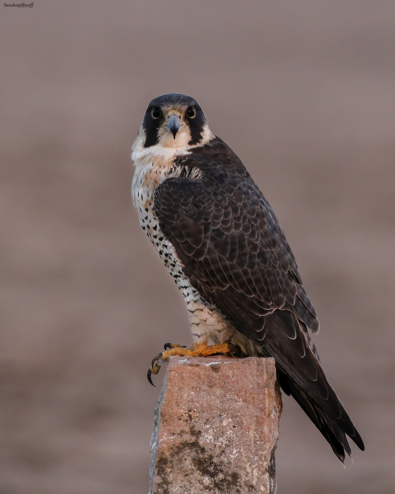 Peregrine falcon von Sandeep Shroff