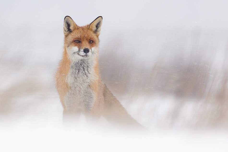 Fox in snowstorm von Sandor Jakab